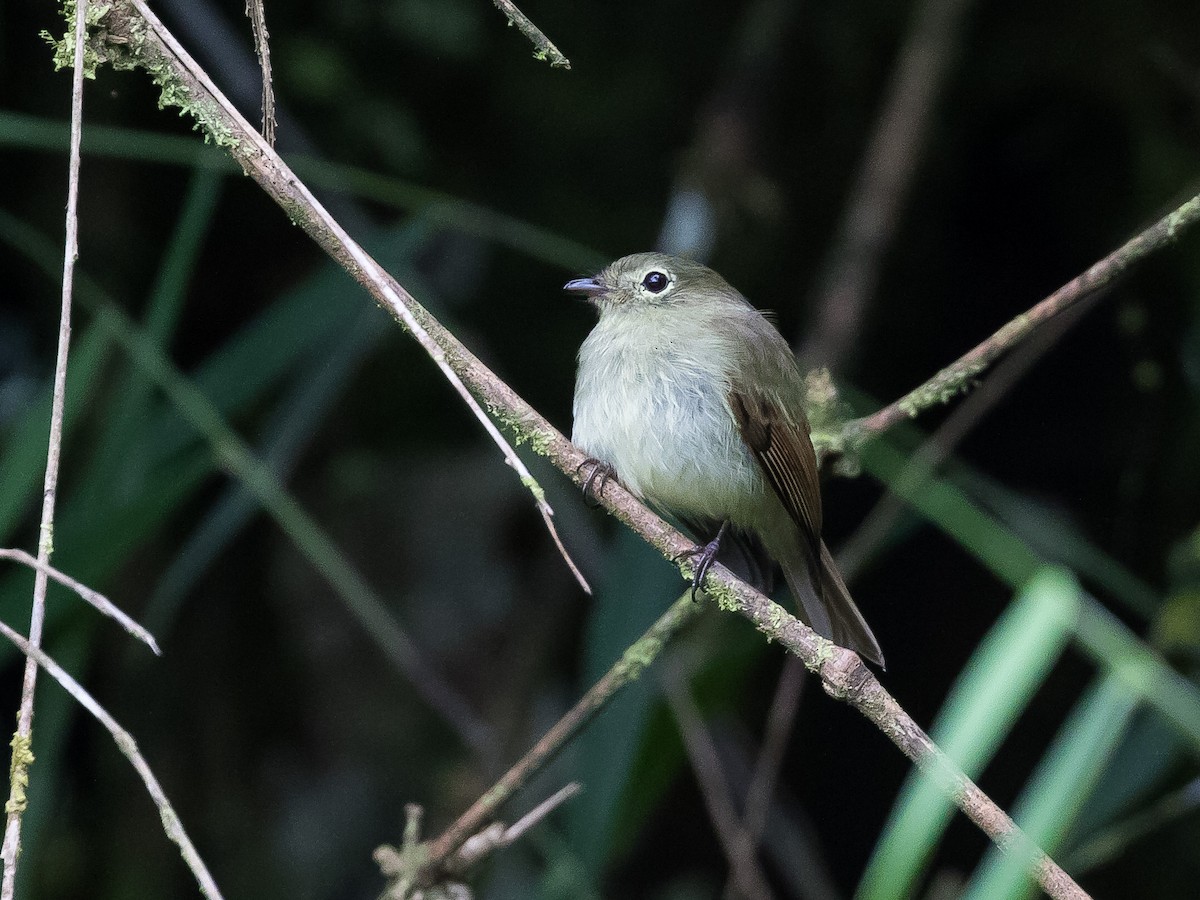 Unadorned Flycatcher - ML630984140