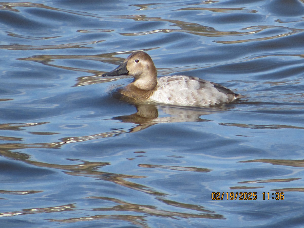 Canvasback - ML630984150