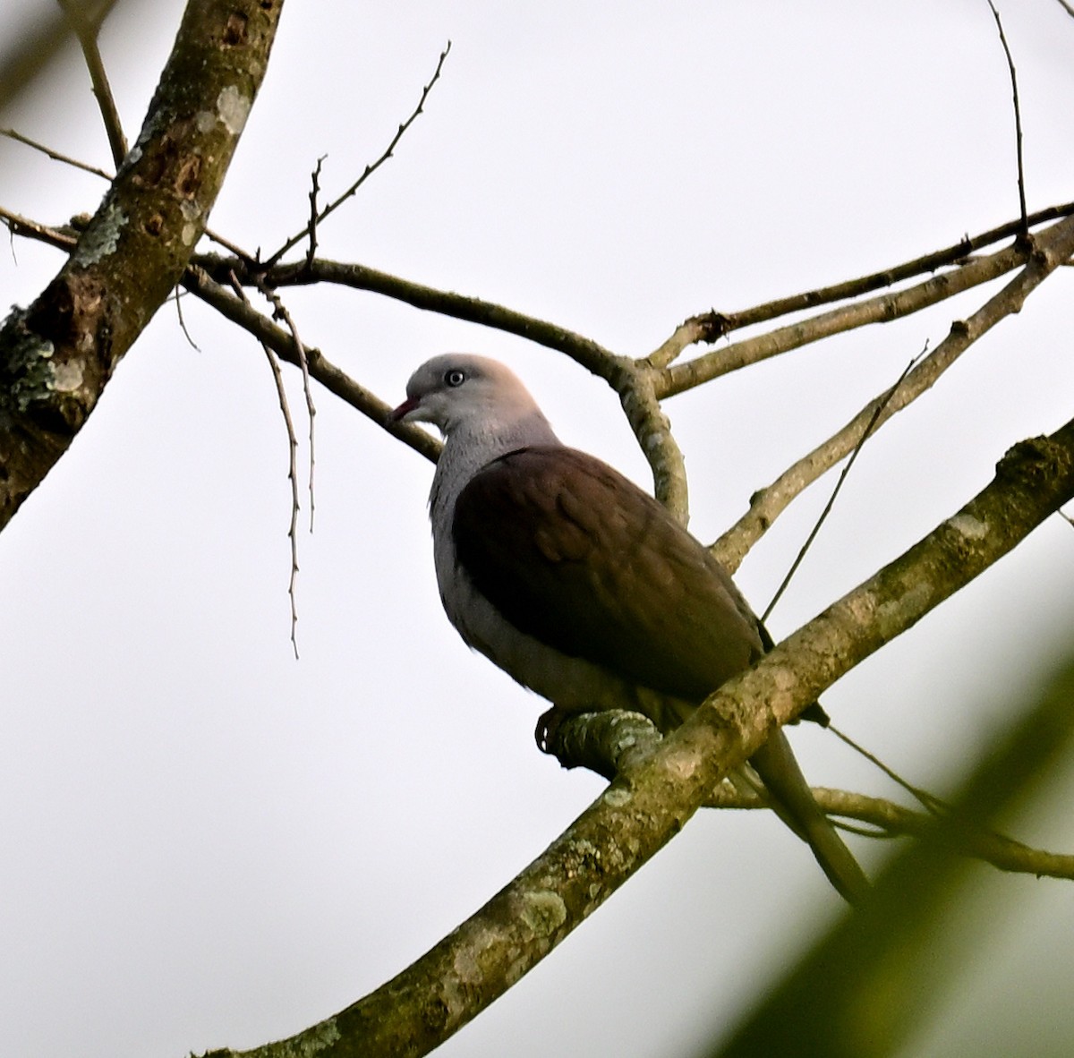 Mountain Imperial-Pigeon - ML630984202