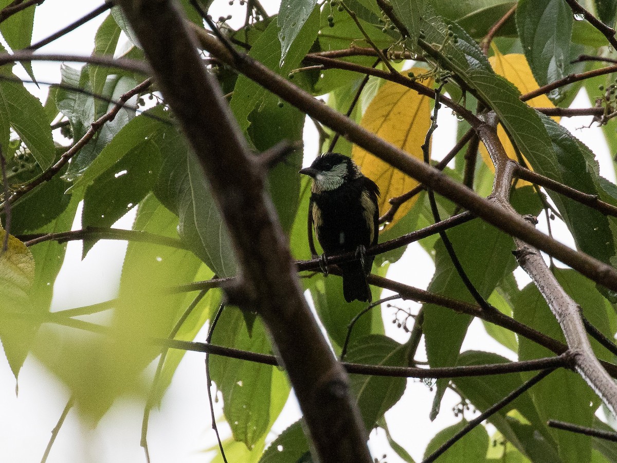Green-throated Tanager - ML630984316