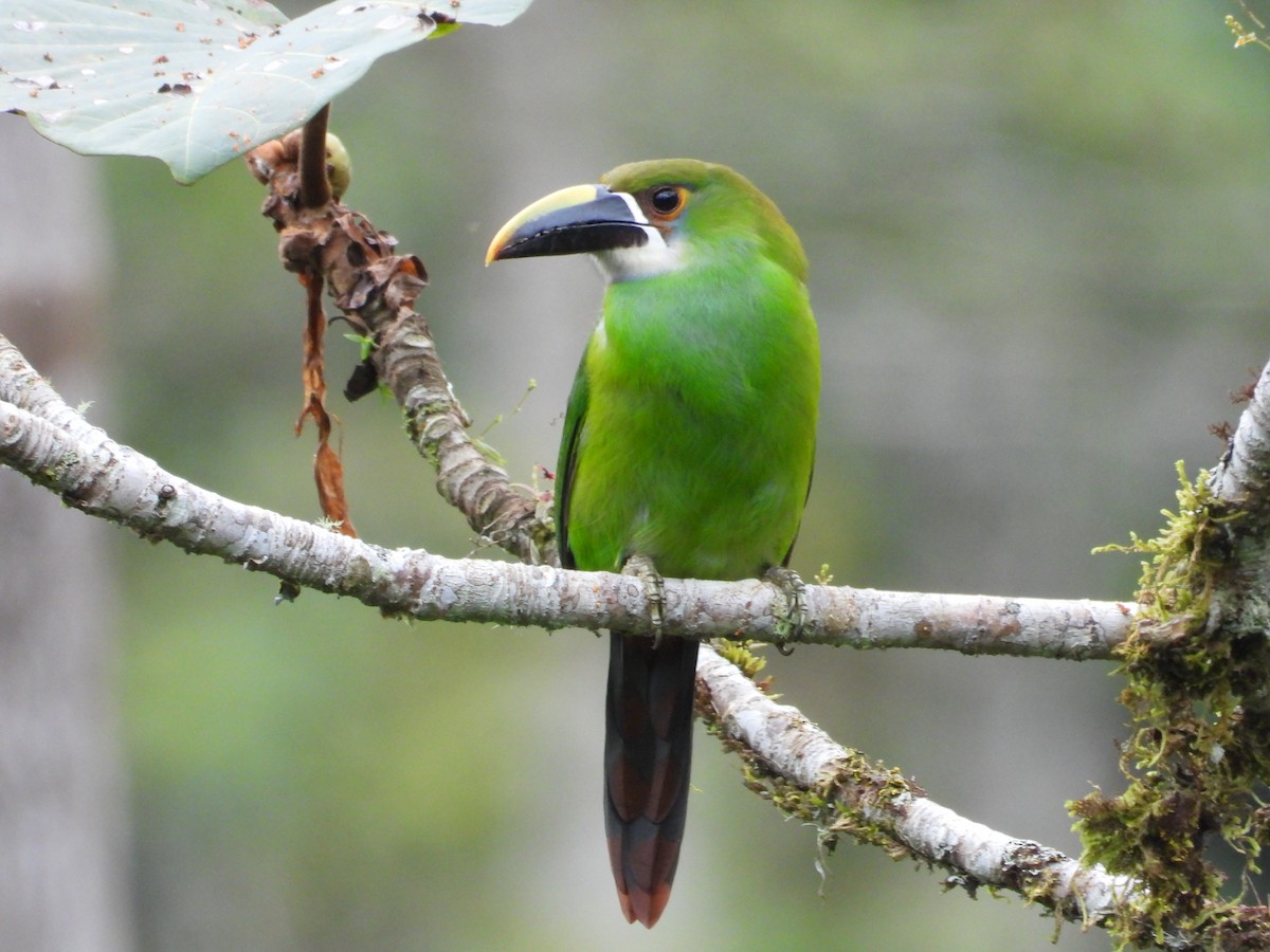 Southern Emerald-Toucanet - ML630984706