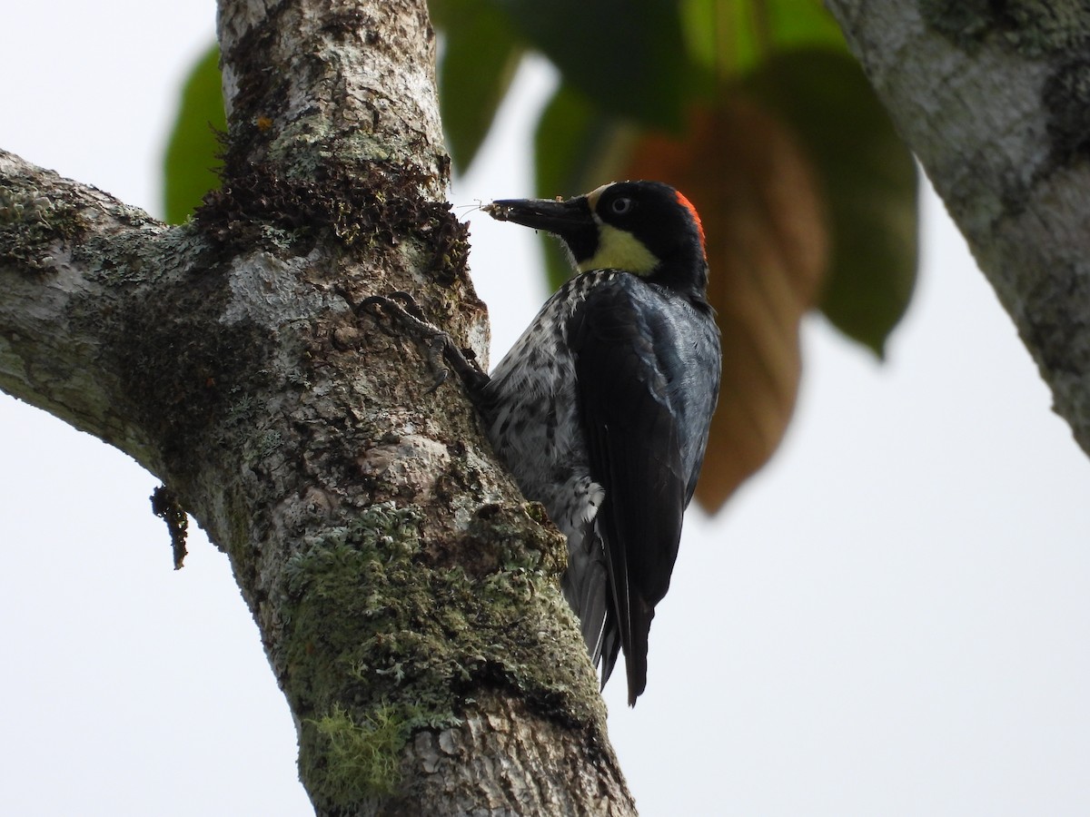 Acorn Woodpecker - ML630984717