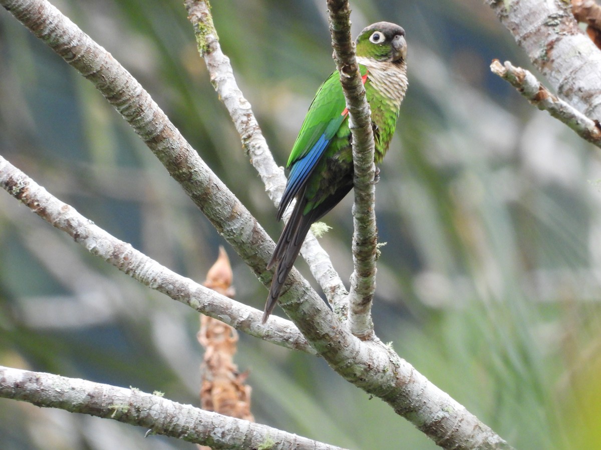 Maroon-tailed Parakeet - ML630984723