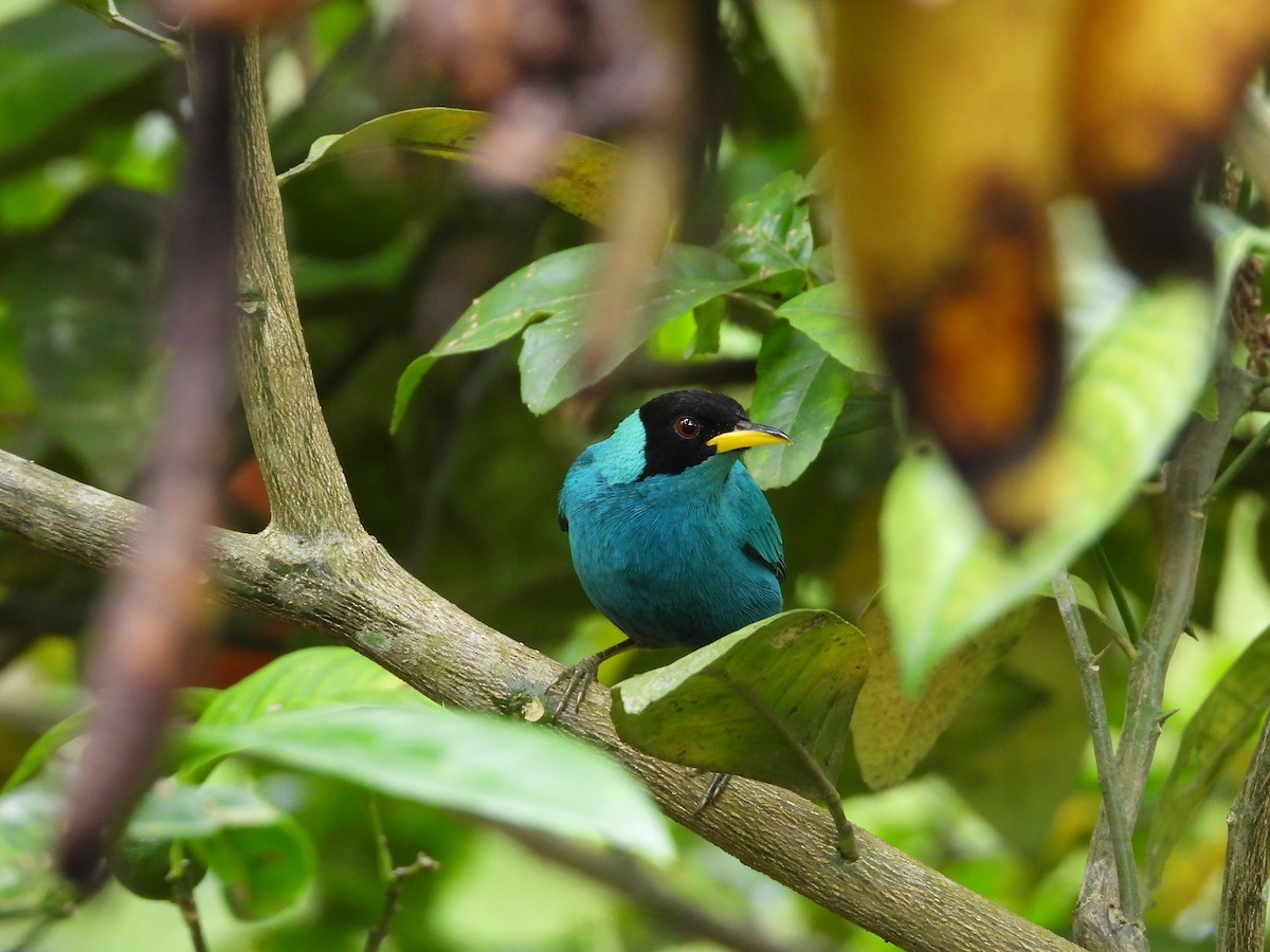 Green Honeycreeper - ML630984726