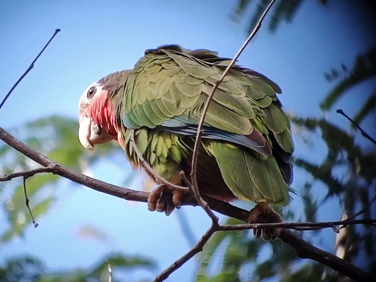 Cuban Amazon - ML630984781