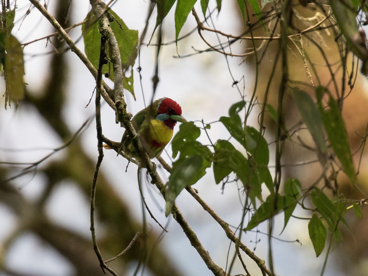 Versicolored Barbet - ML630985035