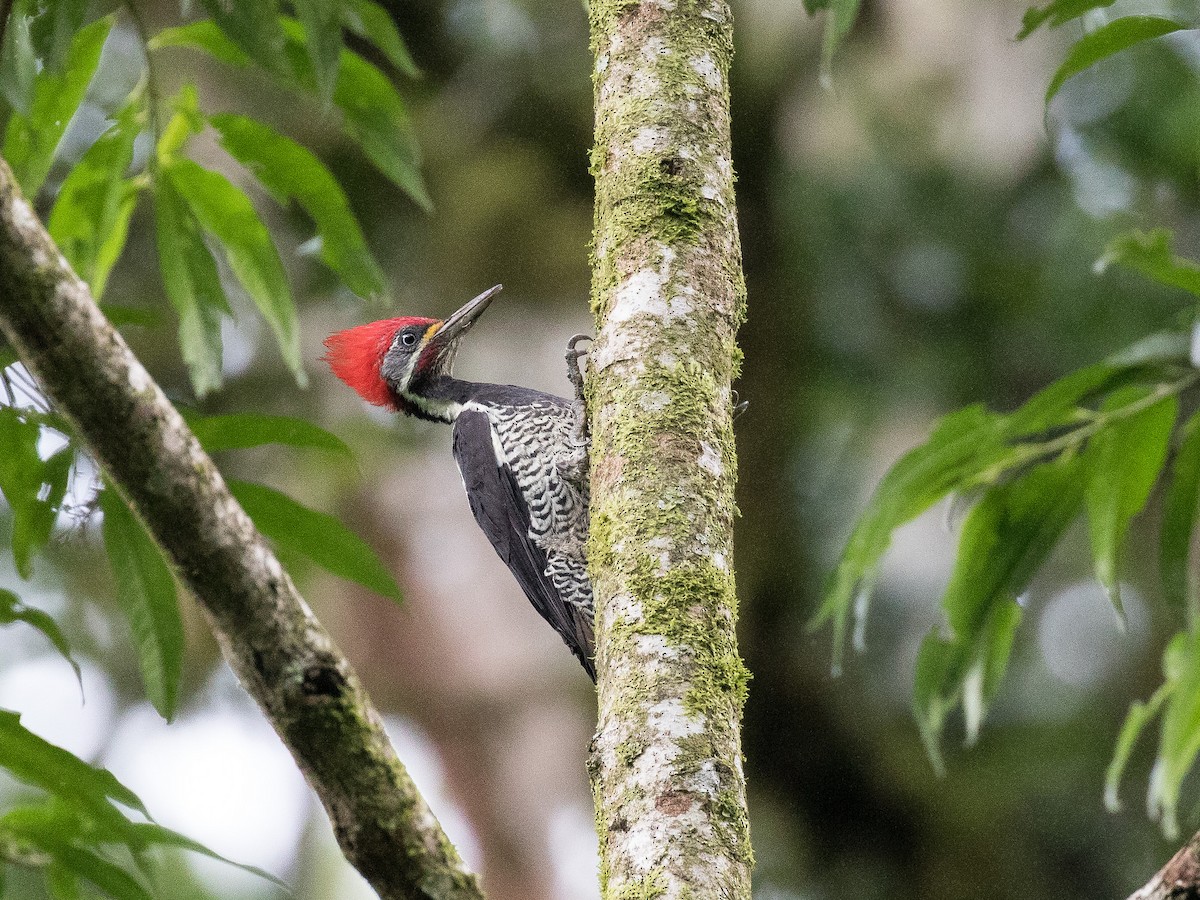 Lineated Woodpecker - ML630985248