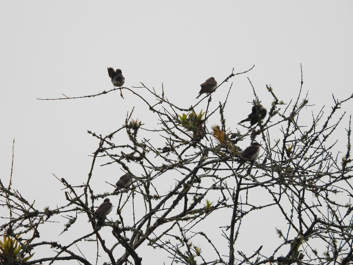 Eastern Kingbird - ML630985364