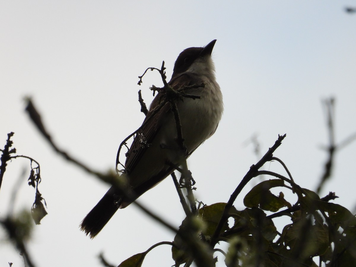 Eastern Kingbird - ML630985365