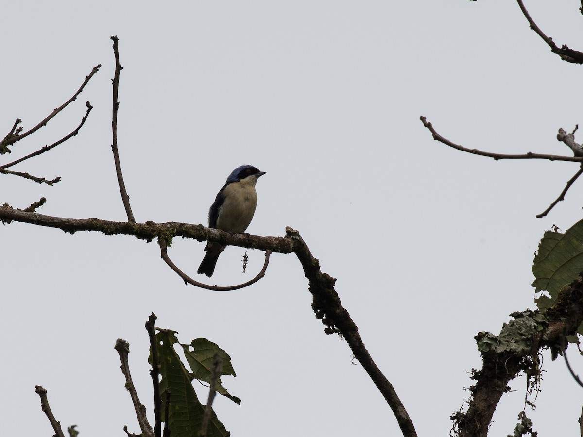 Fawn-breasted Tanager - ML630985388