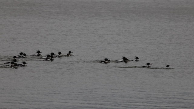 siland - ML630985389