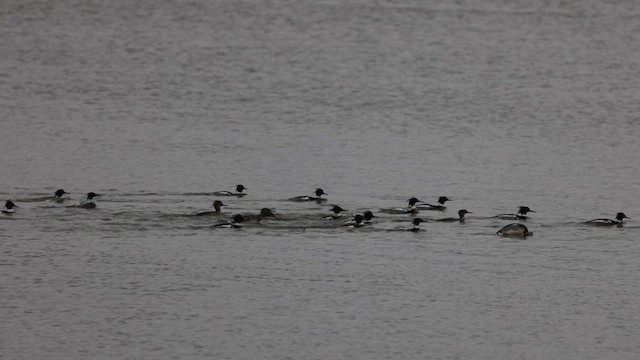 siland - ML630985535