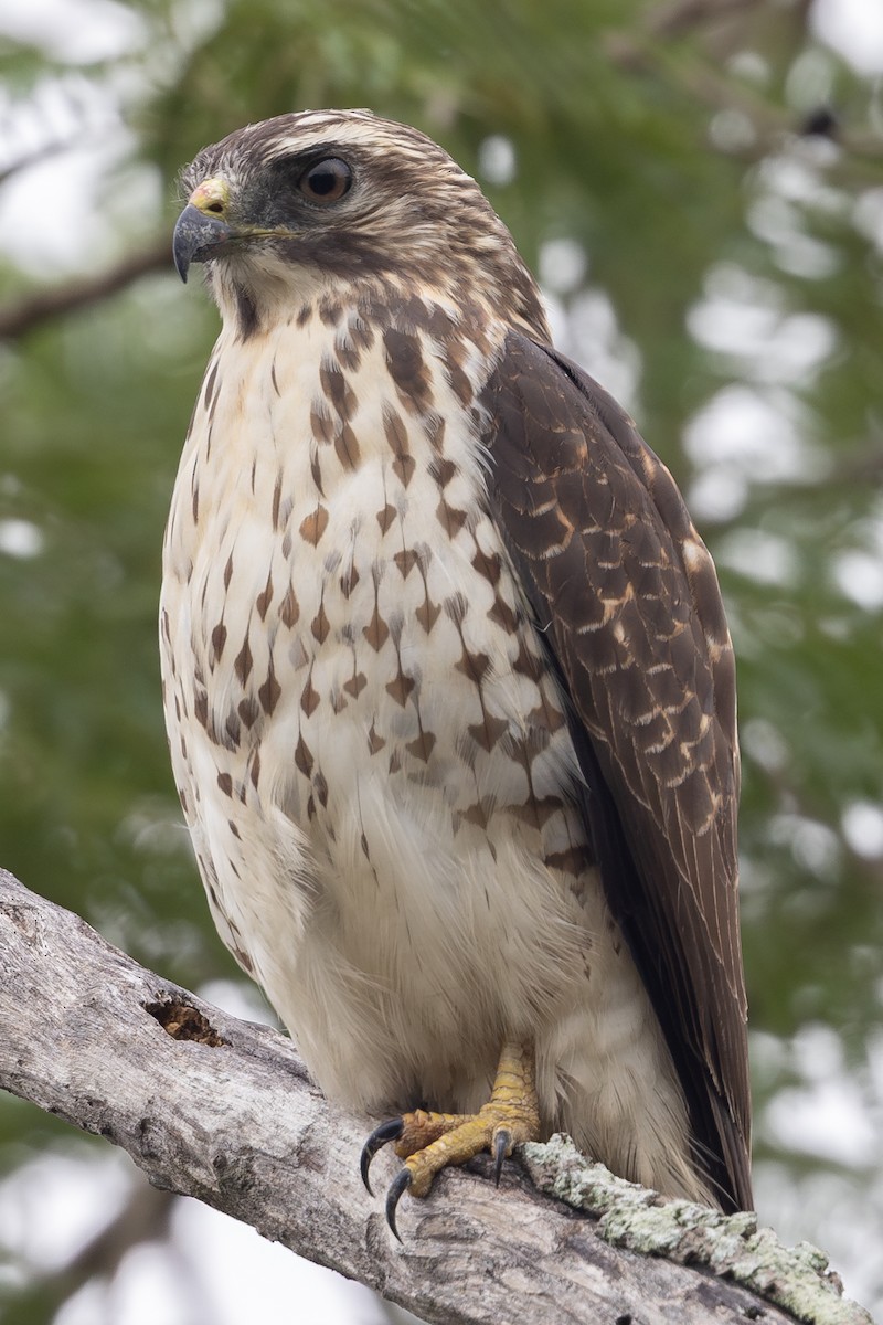 Broad-winged Hawk - ML630985641