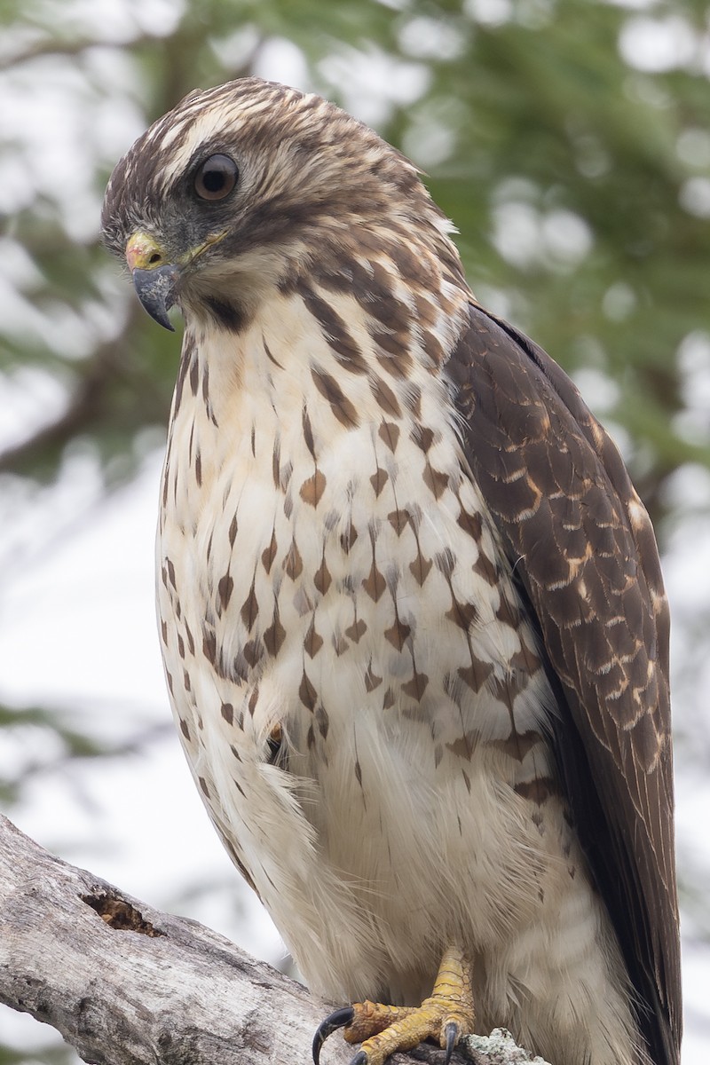 Broad-winged Hawk - ML630985642