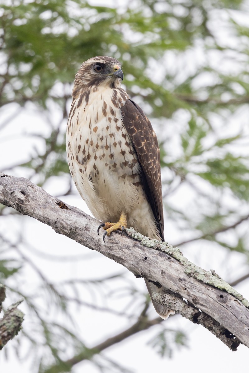 Broad-winged Hawk - ML630985643