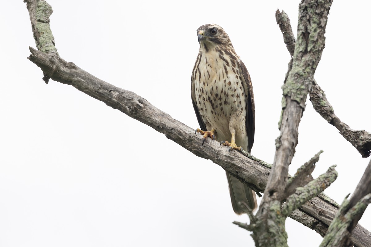 Broad-winged Hawk - ML630985645
