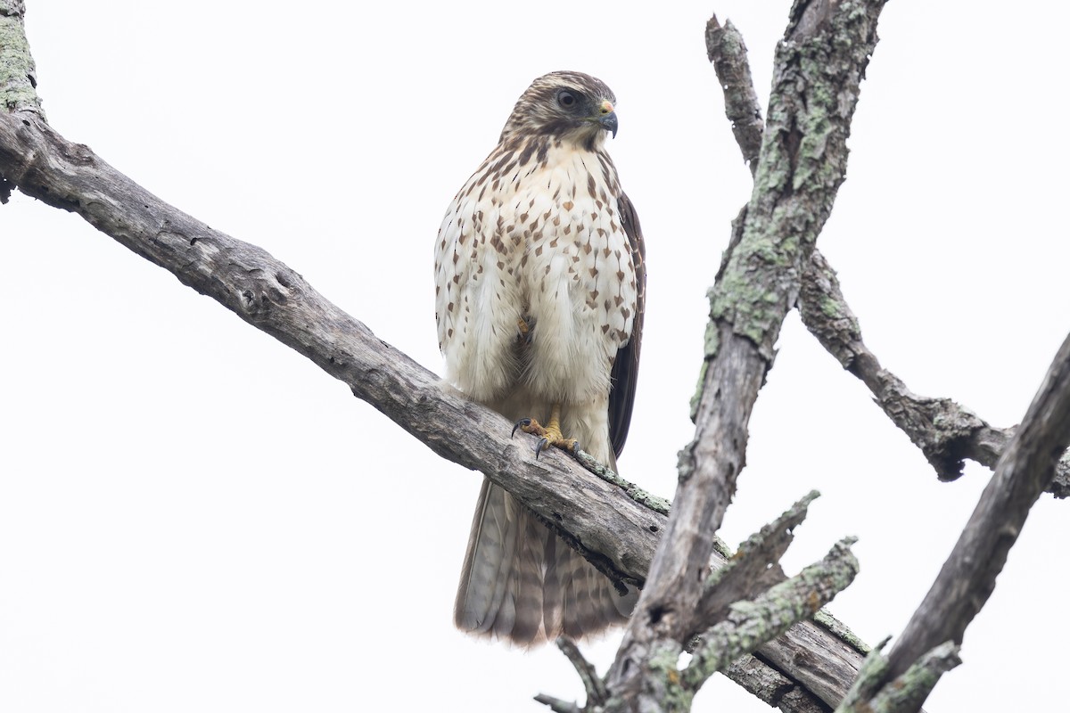Broad-winged Hawk - ML630985646