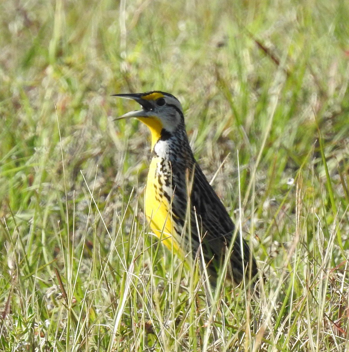 Eastern Meadowlark - ML630985649