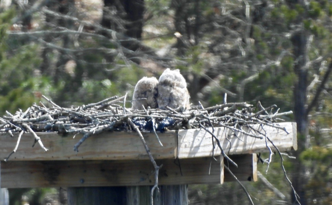 Great Horned Owl - ML630985732