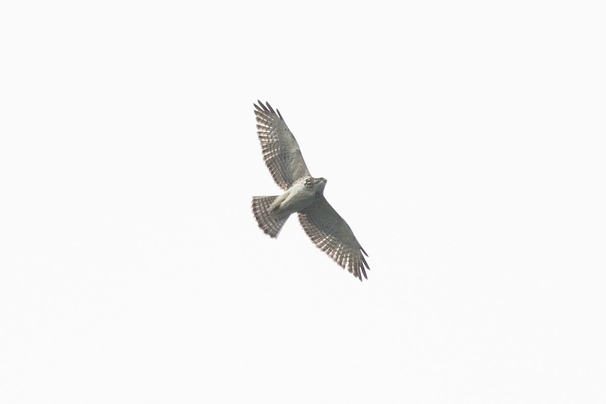Broad-winged Hawk - ML630985734