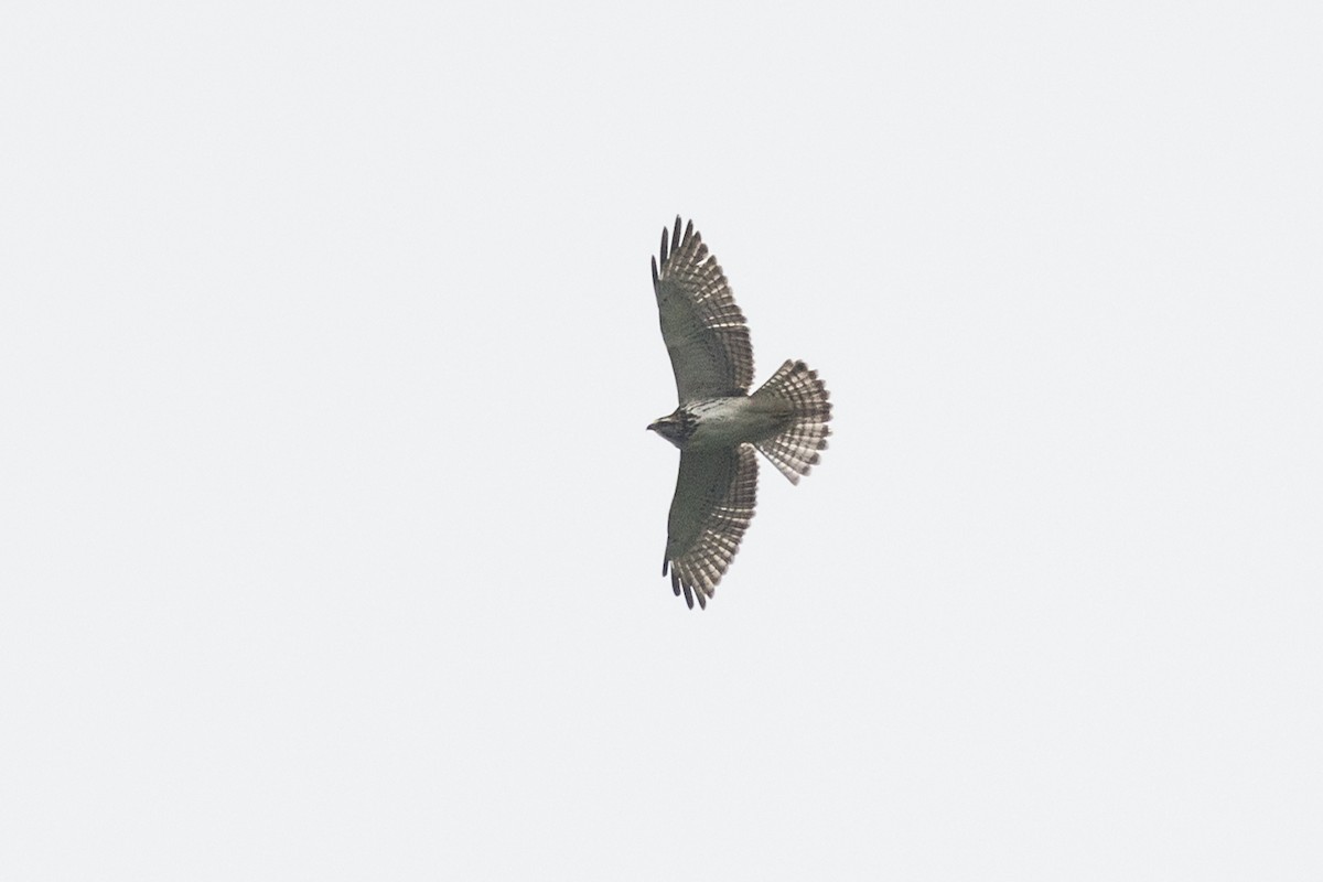 Broad-winged Hawk - ML630985735