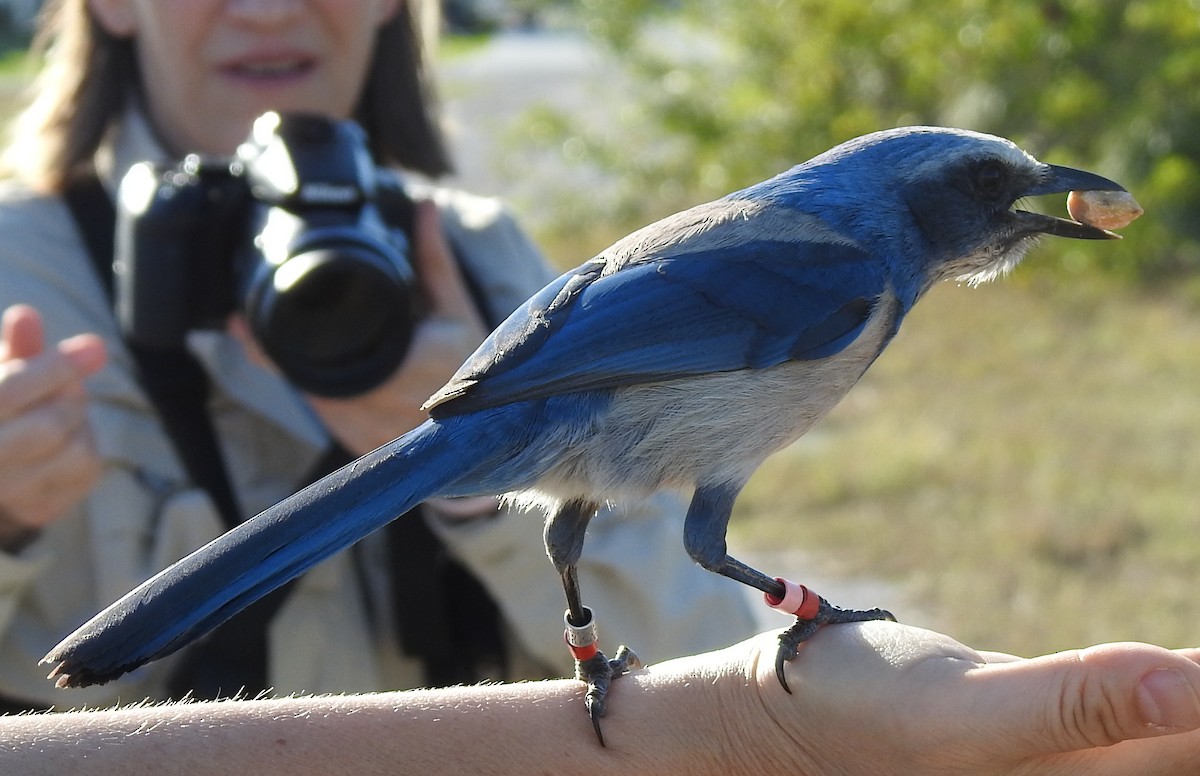Florida Scrub-Jay - ML630985765