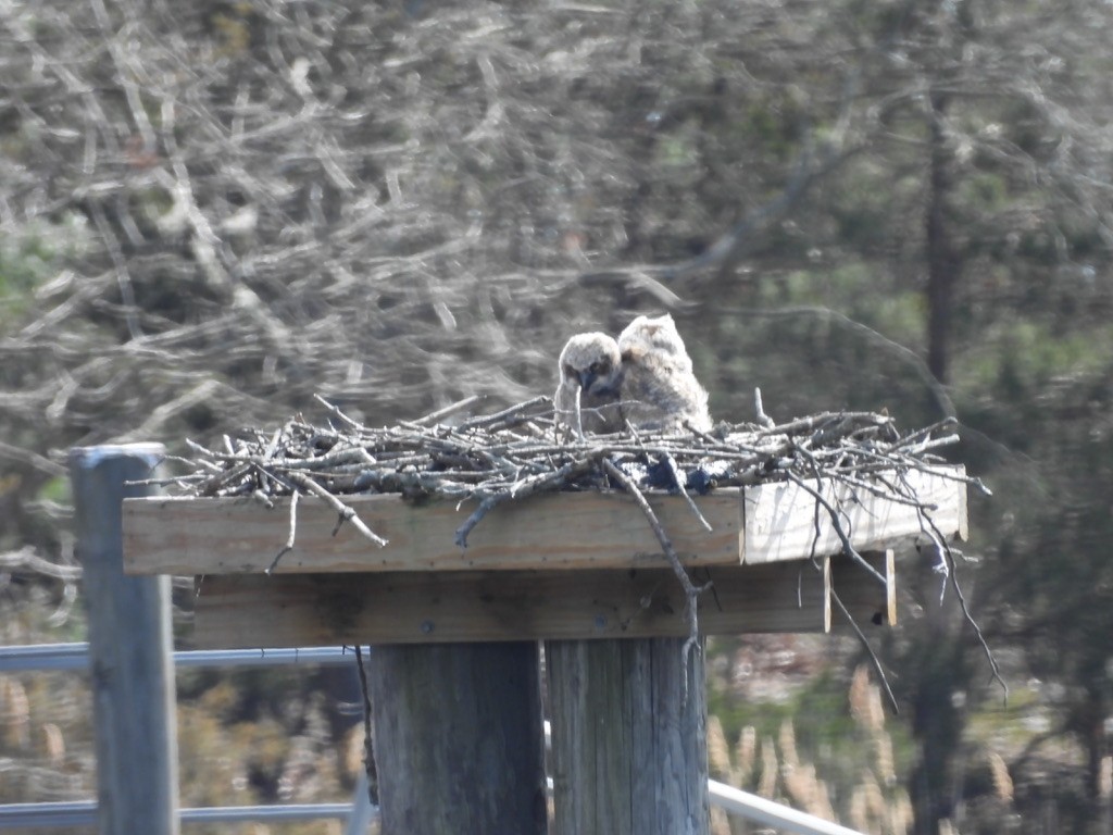 Great Horned Owl - ML630985775