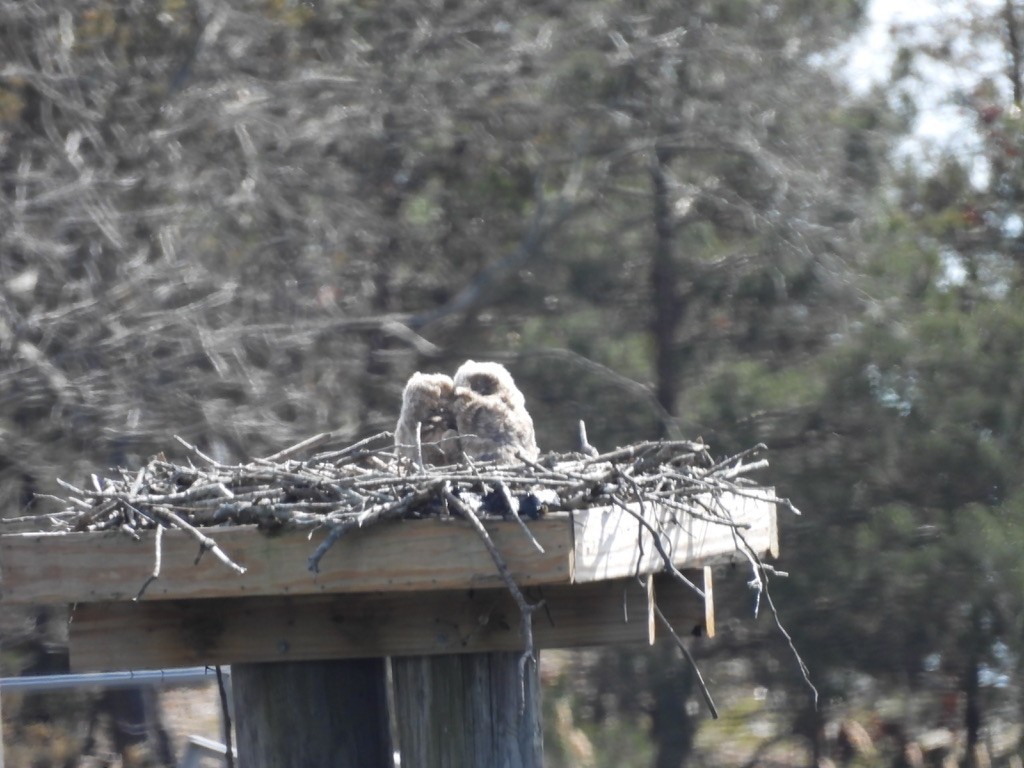 Great Horned Owl - ML630985779