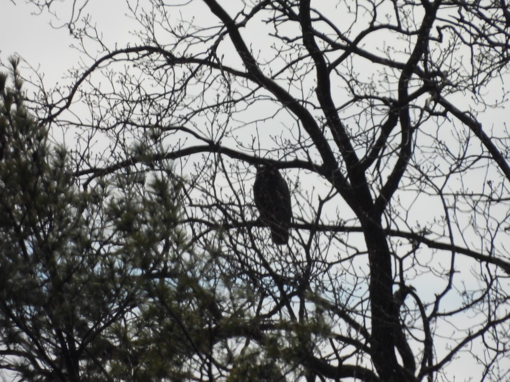 Great Horned Owl - ML630985781
