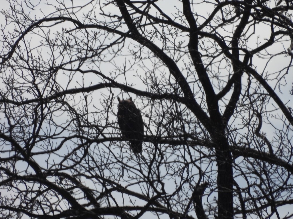 Great Horned Owl - ML630985783