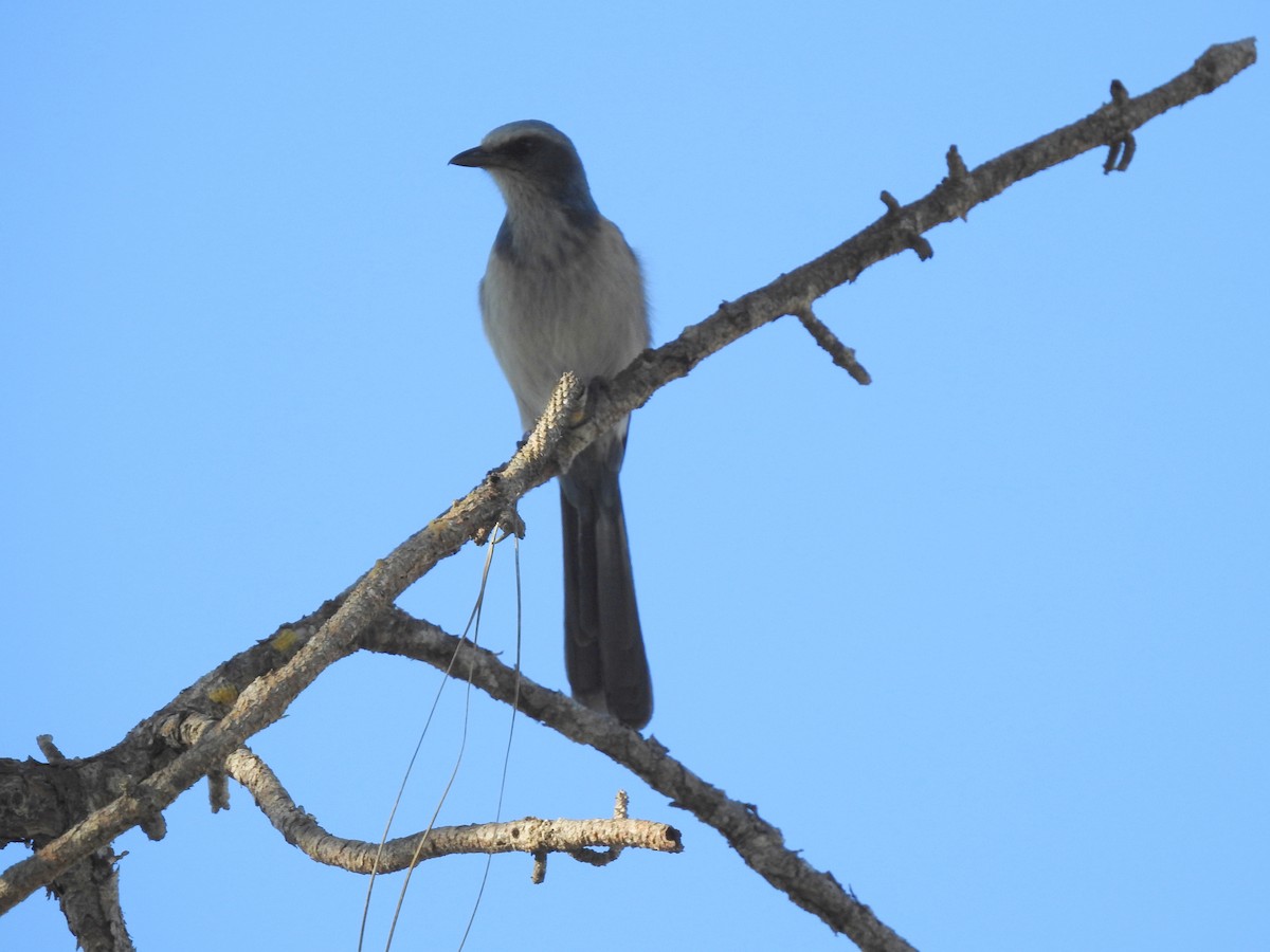 Florida Scrub-Jay - ML630985788