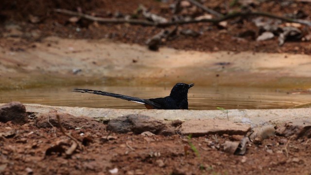 White-rumped Shama - ML630985990