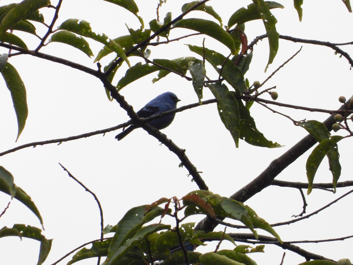 Blue-and-black Tanager - ML630986231