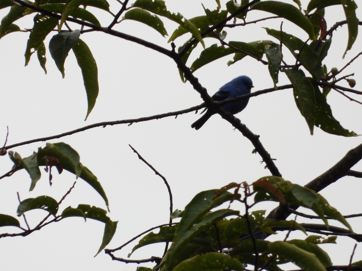 Blue-and-black Tanager - ML630986265