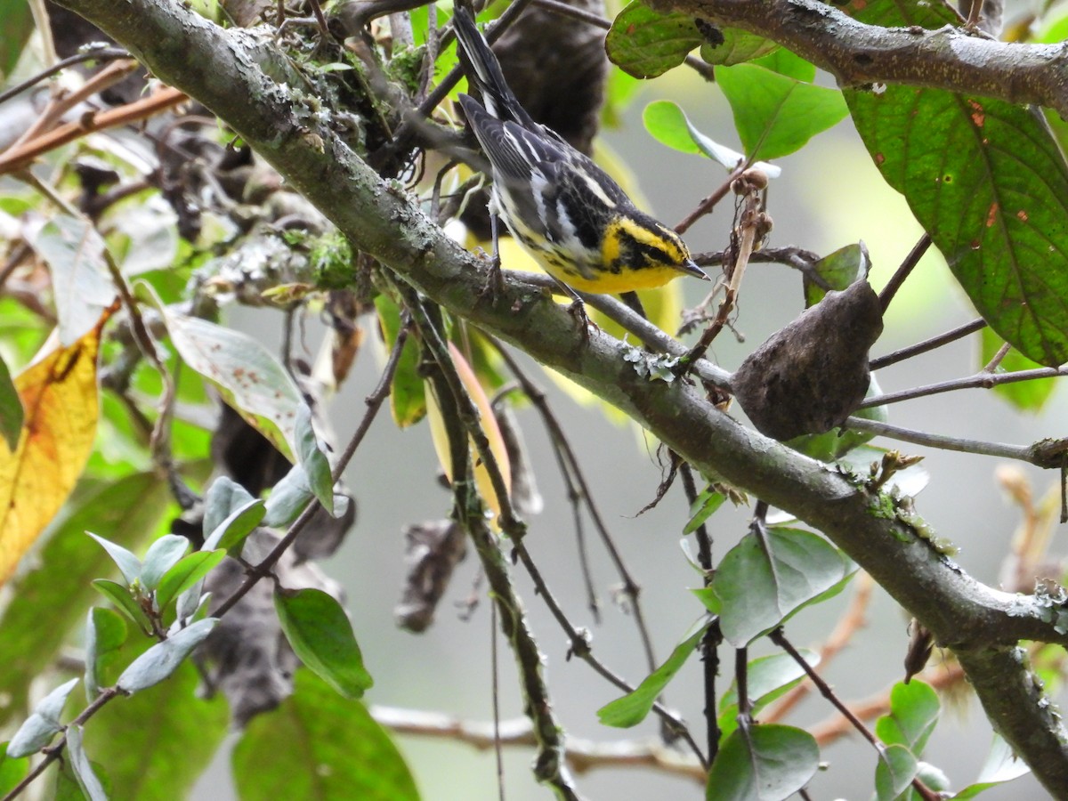 Blackburnian Warbler - ML630986277