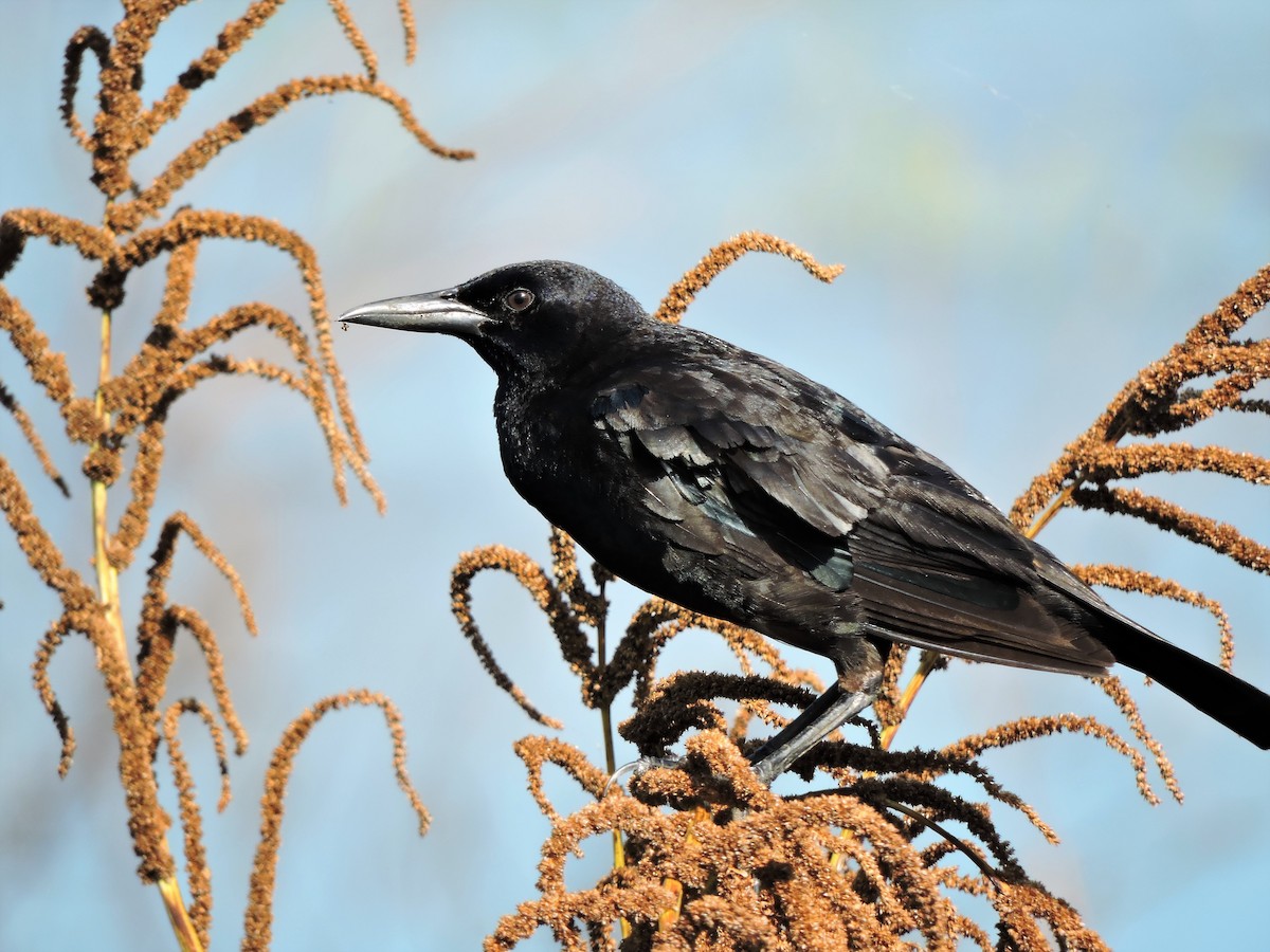 Boat-tailed Grackle - ML63098631