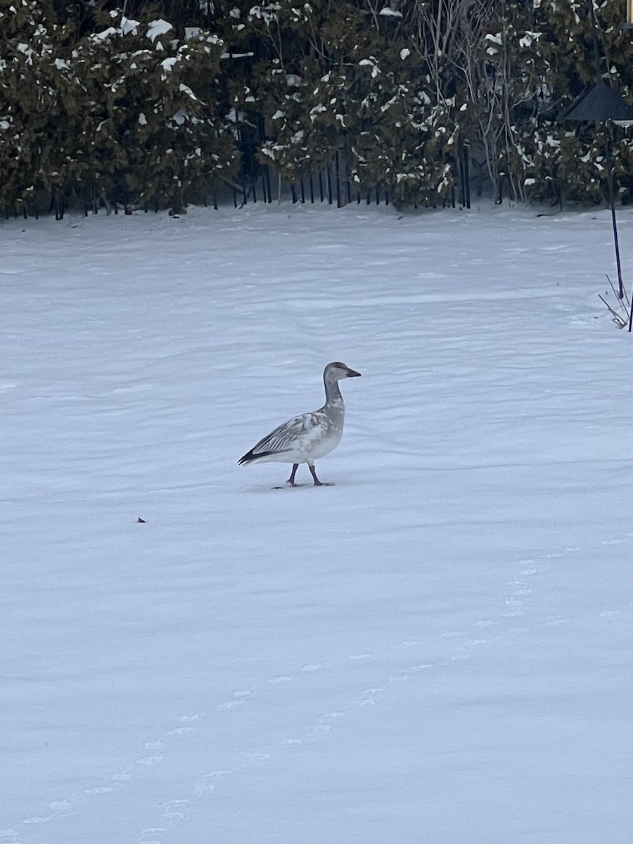 Snow Goose - ML630986585
