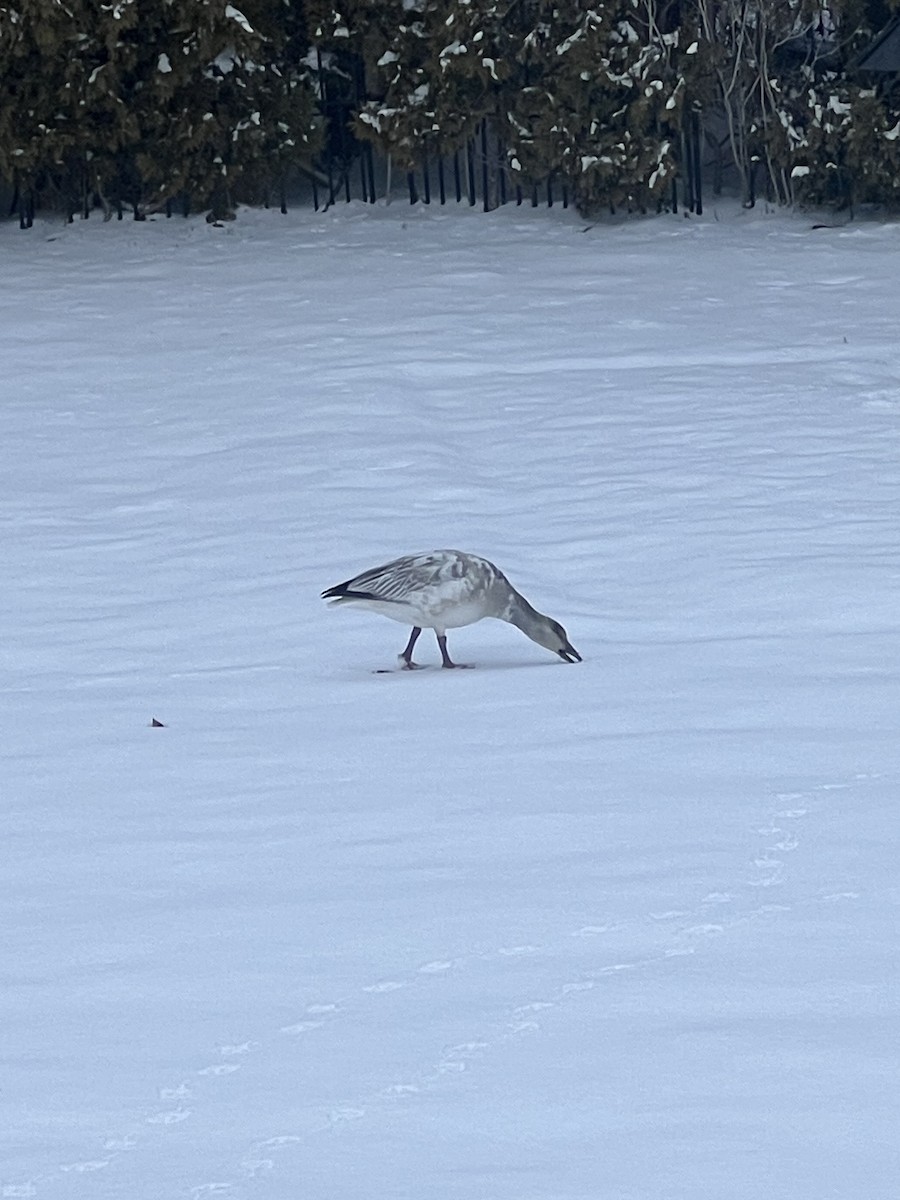 Snow Goose - ML630986645