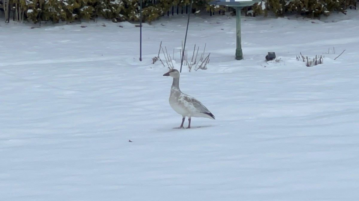 Snow Goose - ML630986651