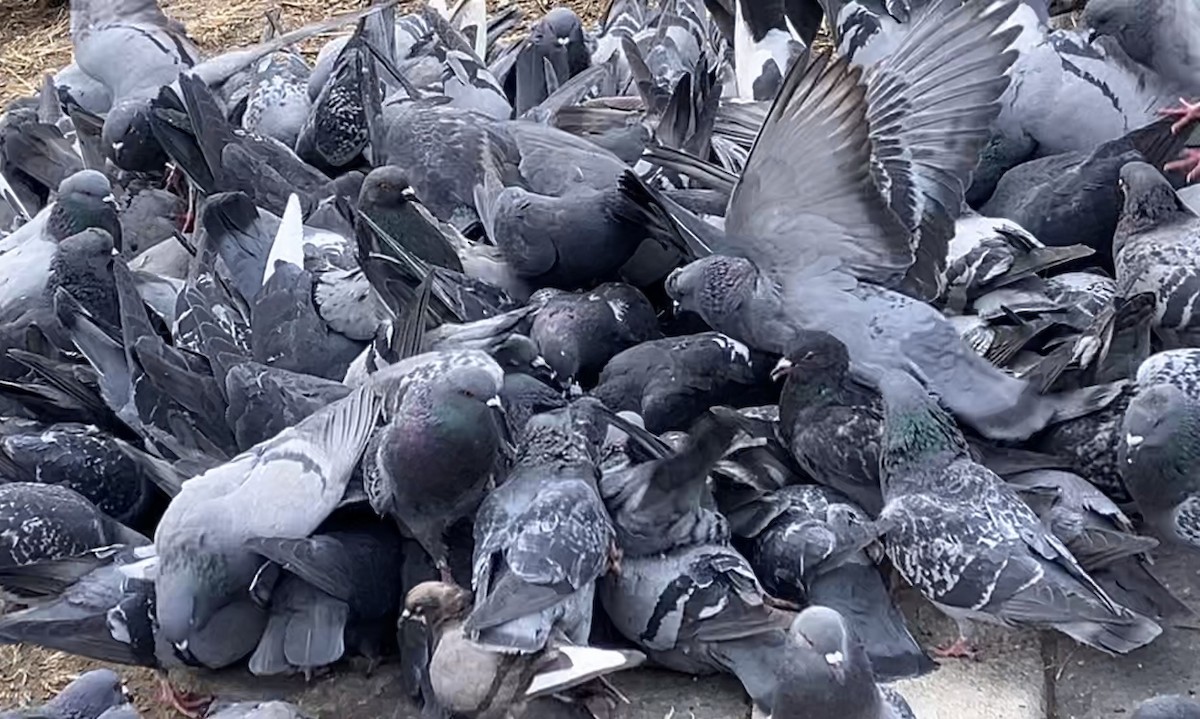 Rock Pigeon (Feral Pigeon) - ML630986972
