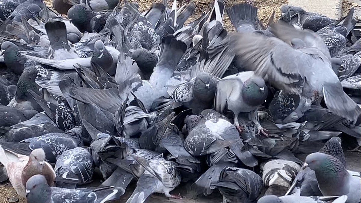 Rock Pigeon (Feral Pigeon) - ML630986974