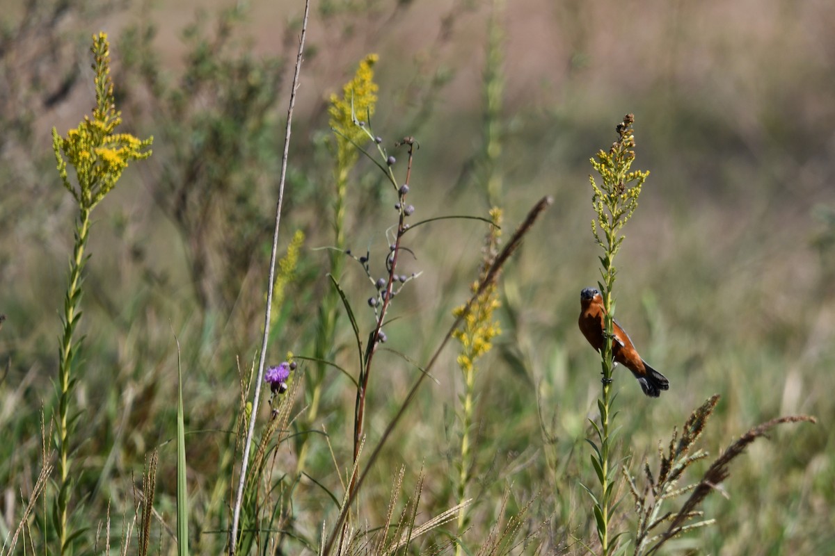 Rufous-rumped Seedeater - ML630987124