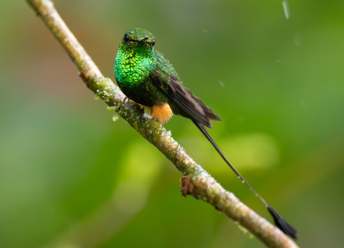 Peruvian Racket-tail - ML630987333