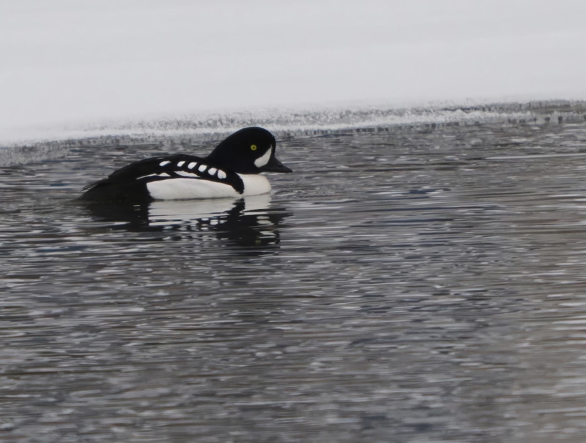 Barrow's Goldeneye - ML630987410