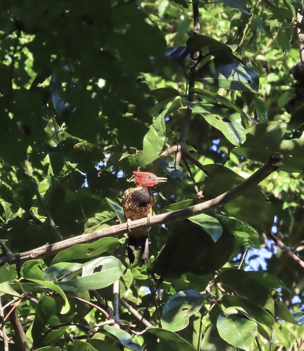 Rufous-headed Woodpecker - ML630987524