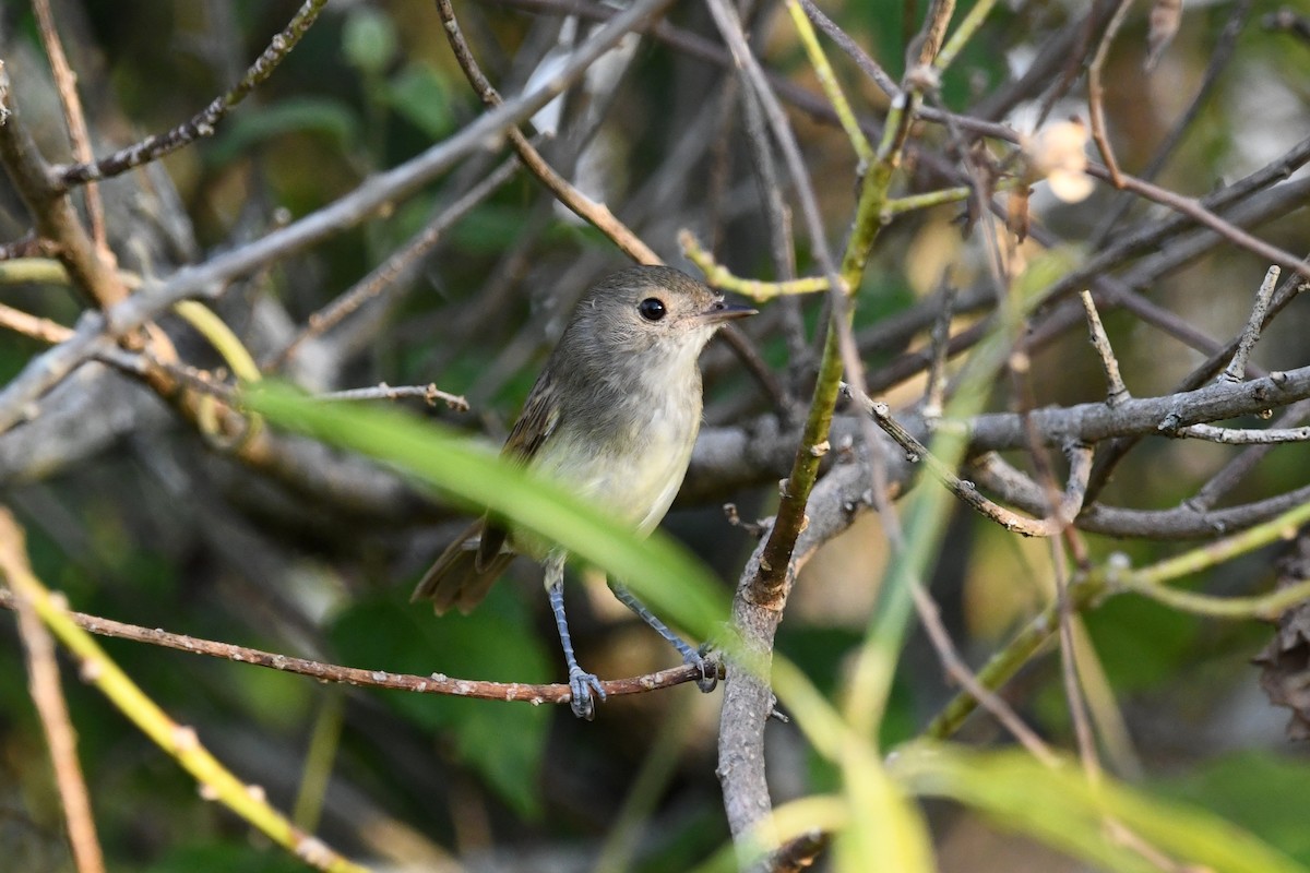 Fulvous-crowned Scrub-Tyrant - ML630987545