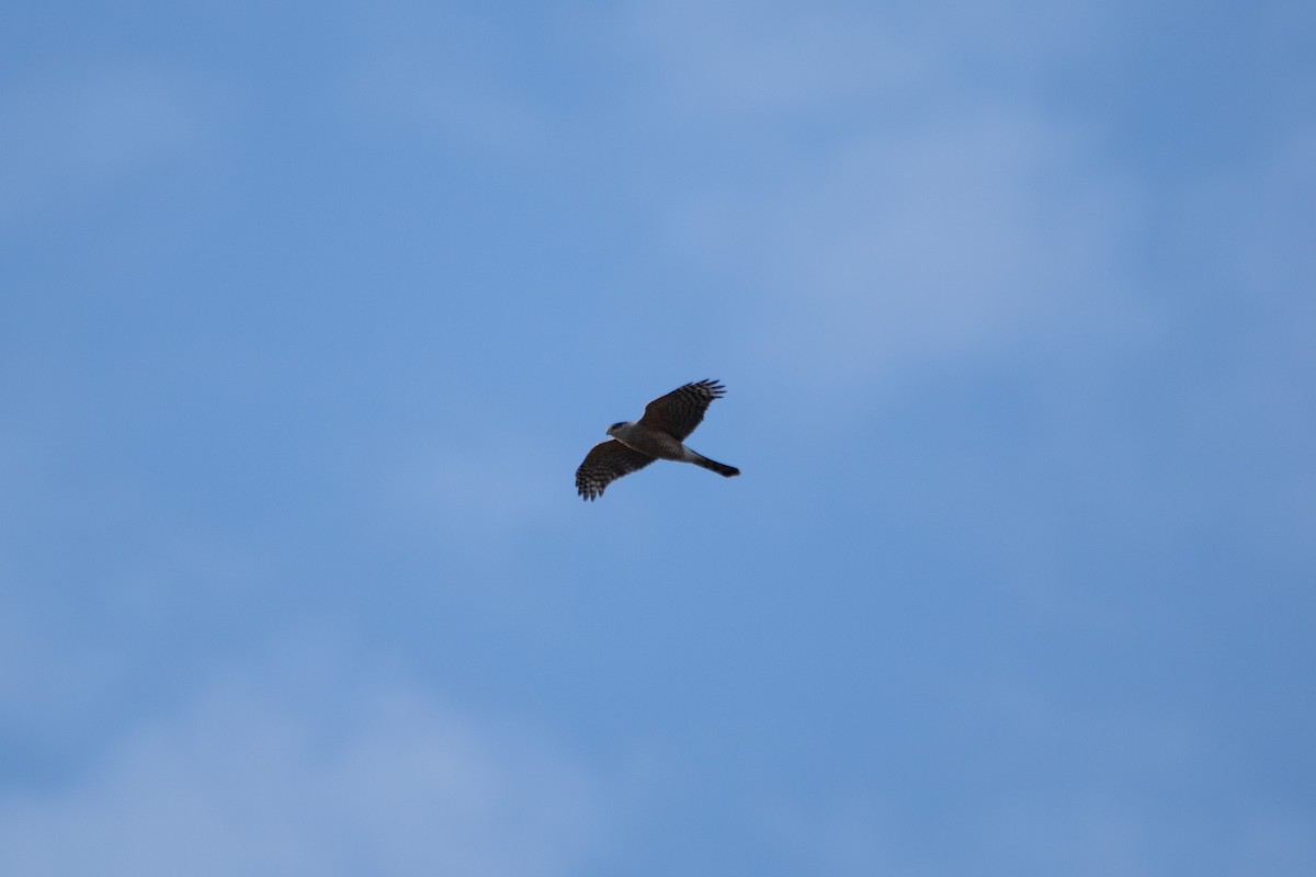 Cooper's Hawk - ML630987565