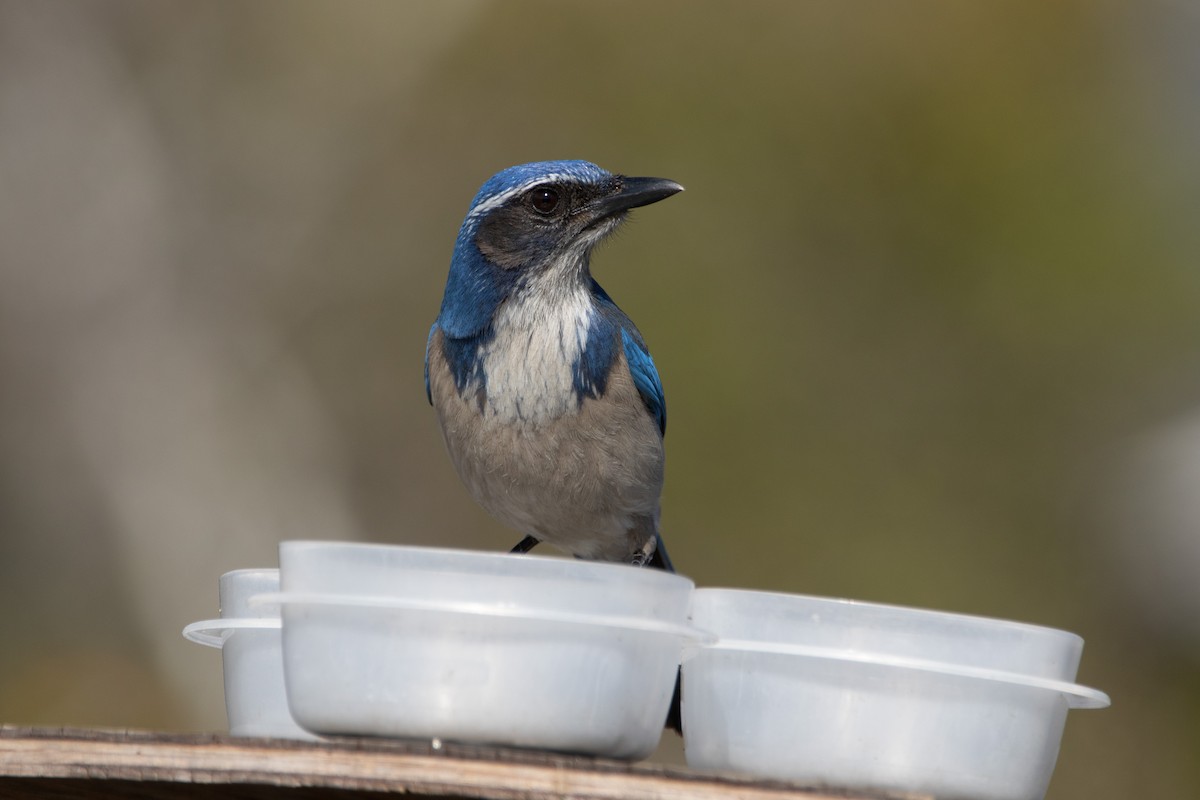 California Scrub-Jay - ML630987570
