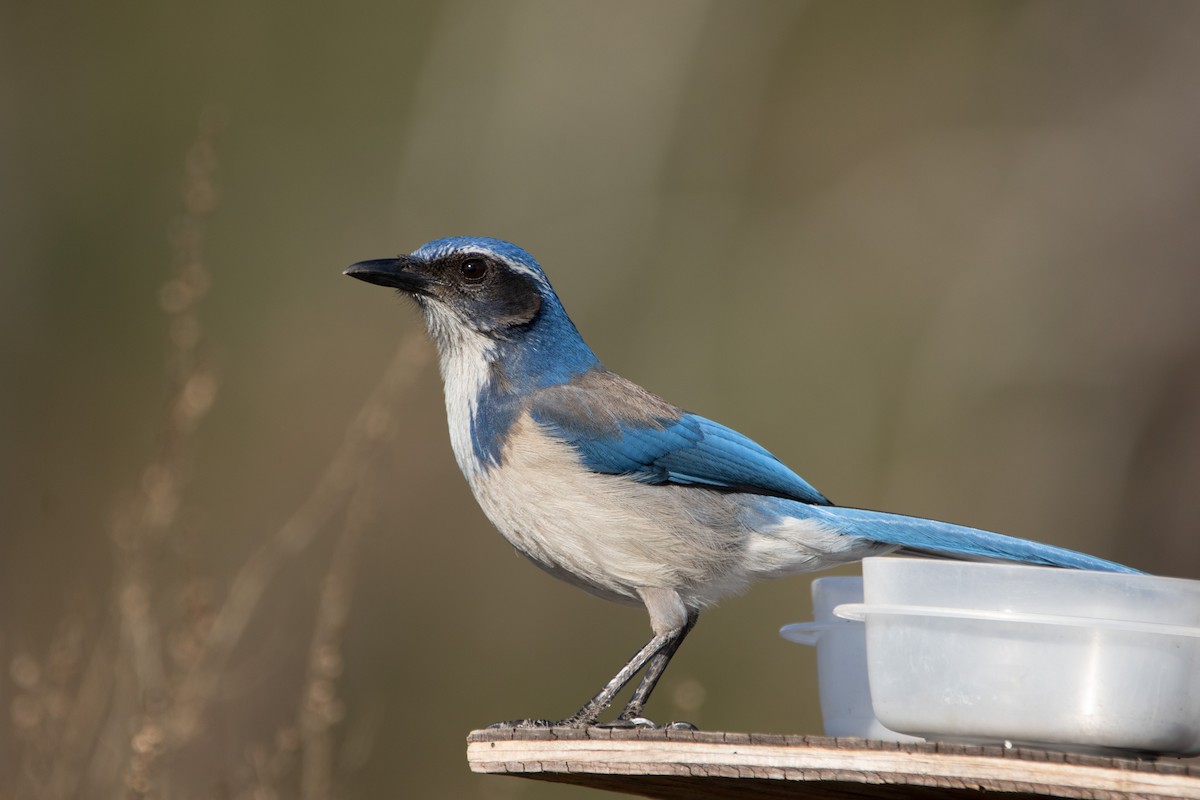 California Scrub-Jay - ML630987571