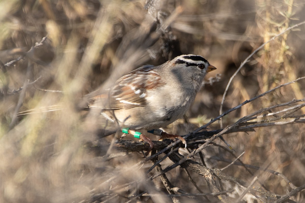 White-crowned Sparrow - ML630987592